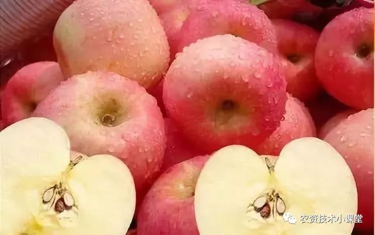 为何苹果期货再创新高?主产区受灾严重,果农惜