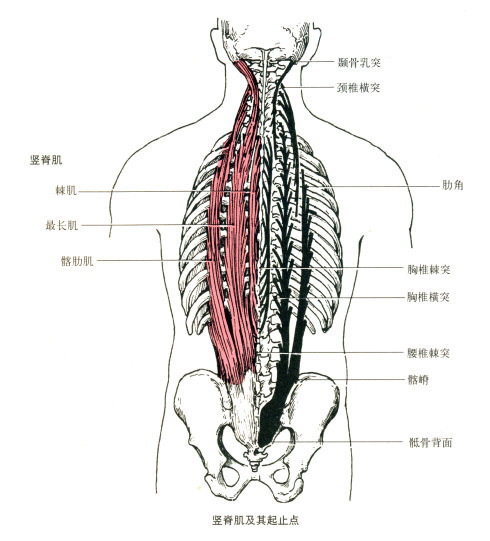 止点:颈,胸椎的棘突与横突,颞骨乳突和肋角. 功能:下固定时