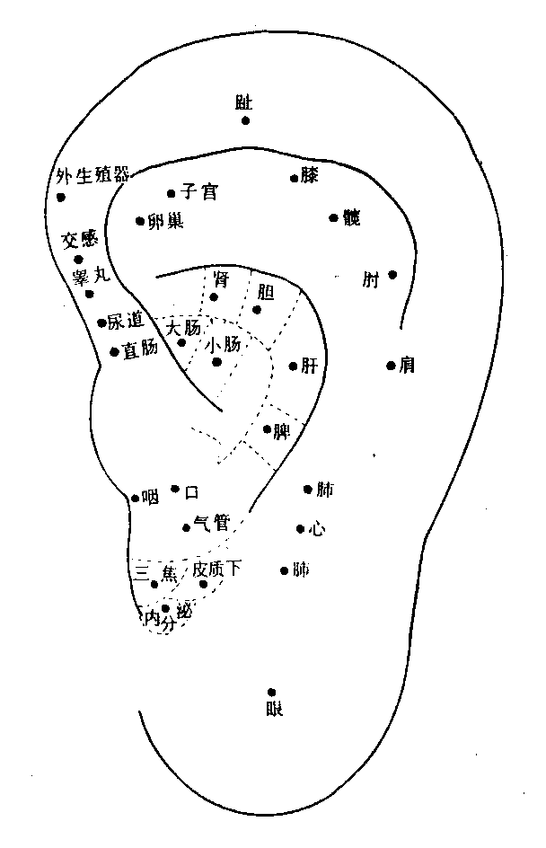 耳朵穴位图