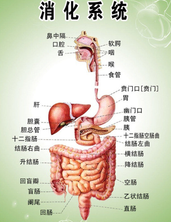 二,原因:消化第一大关是胃,接着是肠道,如果胃和肠道受到损伤,就会