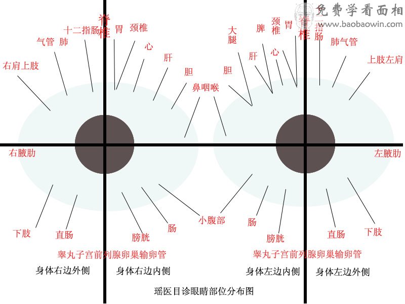 瑶医目诊眼睛部位图(5.2)