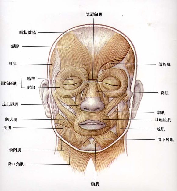 【人脸肌肉图】