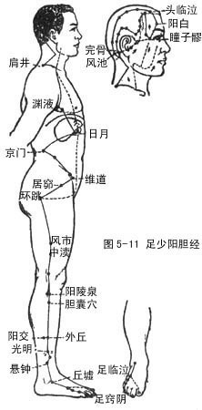 十二经脉,奇经八脉高级循环动画演示